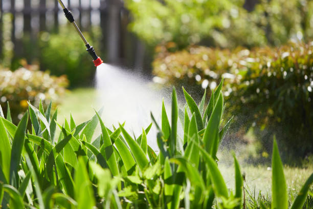 24/7 Emergency Termite Control experts in Berthoud, CO