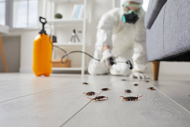 Affordable Termite Control solutions in Berthoud, CO